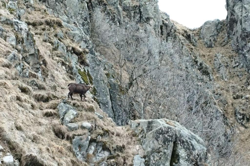 Aux Balcons De La Vallee Soultzeren Εξωτερικό φωτογραφία